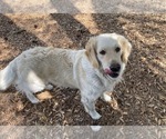 Small English Cream Golden Retriever
