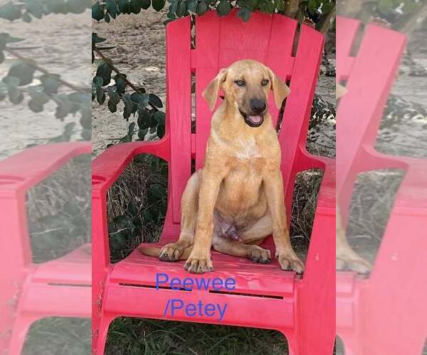 Medium Photo #1 Mutt Puppy For Sale in FRAMINGHAM, MA, USA
