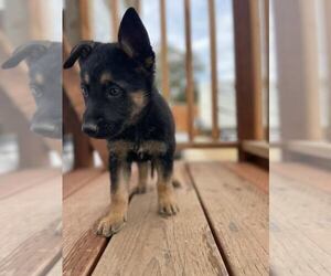 German Shepherd Dog Puppy for sale in SACRAMENTO, CA, USA