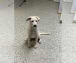 Small Mutt