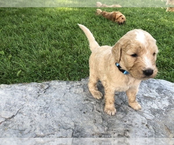 Medium Photo #6 Goldendoodle Puppy For Sale in GREENSBURG, KY, USA