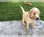 Small Photo #6 Goldendoodle Puppy For Sale in GREENSBURG, KY, USA