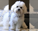 Small Photo #1 Coton de Tulear Puppy For Sale in BIG RAPIDS, MI, USA