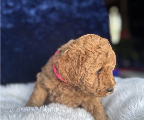 Medium Photo #11 Goldendoodle (Miniature) Puppy For Sale in SAN FERNANDO, CA, USA