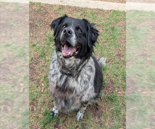 Medium Photo #1 Mutt Puppy For Sale in Plano, TX, USA