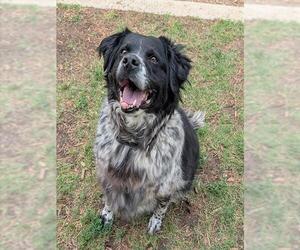 Mutt Dogs for adoption in Plano, TX, USA