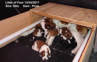 Mother of the Saint Bernard puppies born on 12/24/2017