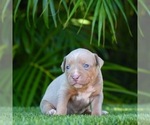 Puppy 11 American Bully