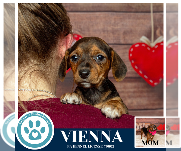 Medium Photo #2 Doxle Puppy For Sale in Kimberton, PA, USA