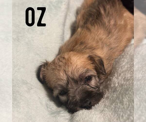 Medium Photo #1 Shih Tzu-Unknown Mix Puppy For Sale in Newfield, NJ, USA