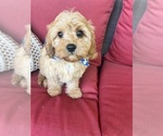 Small #5 Cavapoo
