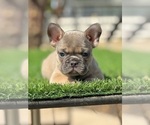 Small #1 French Bulldog