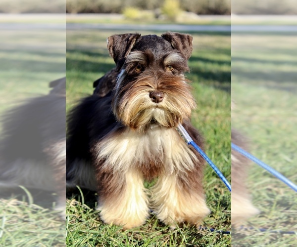 Medium Photo #1 Schnauzer (Miniature) Puppy For Sale in MADERA, CA, USA