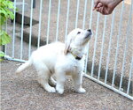 Small #2 Golden Retriever