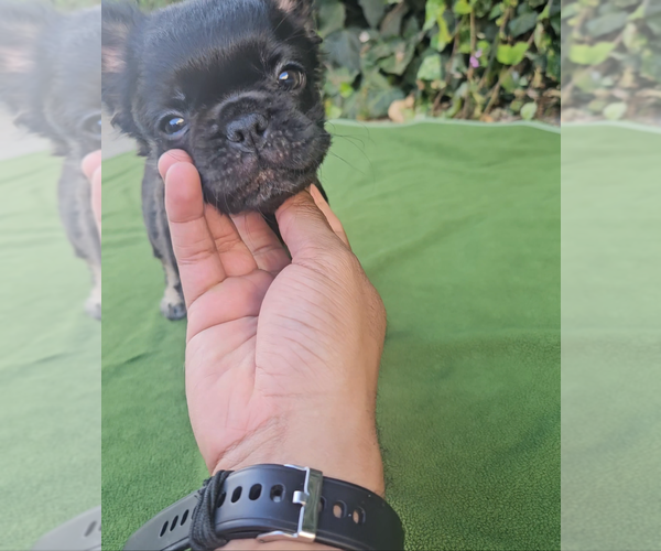 Medium Photo #10 French Bulldog Puppy For Sale in LOS ANGELES, CA, USA