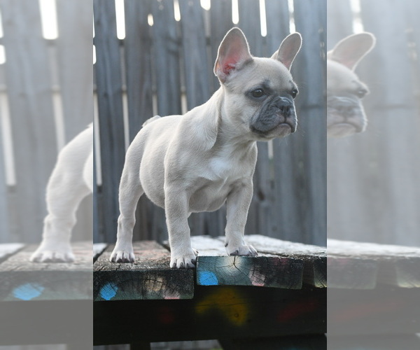 Medium Photo #1 French Bulldog Puppy For Sale in SUGAR LAND, TX, USA