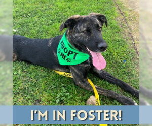 German Shepherd Dog-Unknown Mix Dogs for adoption in Alameda, CA, USA