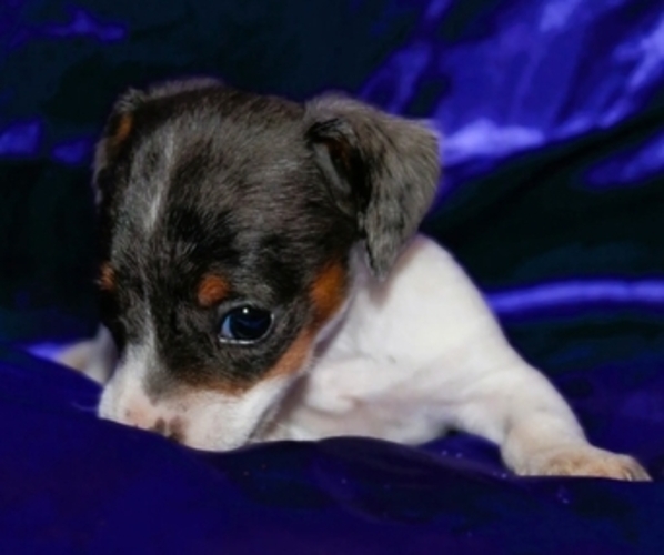 Medium Photo #3 Dachshund Puppy For Sale in BLMGTN, IN, USA
