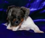 Small #2 Dachshund