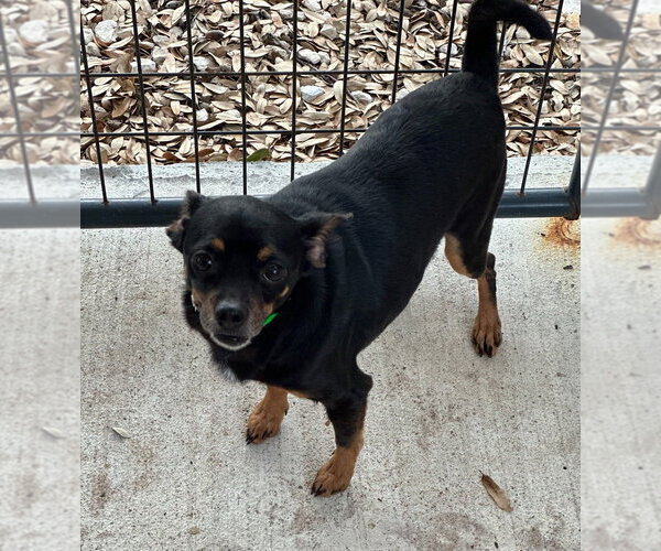 Medium Photo #2 Chihuahua-Unknown Mix Puppy For Sale in Oak Bluffs, MA, USA