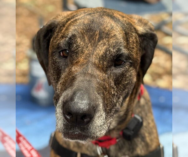 Medium Photo #9 Mutt Puppy For Sale in Canton, CT, USA