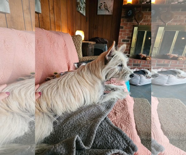 Medium Photo #4 Mutt Puppy For Sale in Rustburg, VA, USA