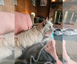 Small #3 Mutt