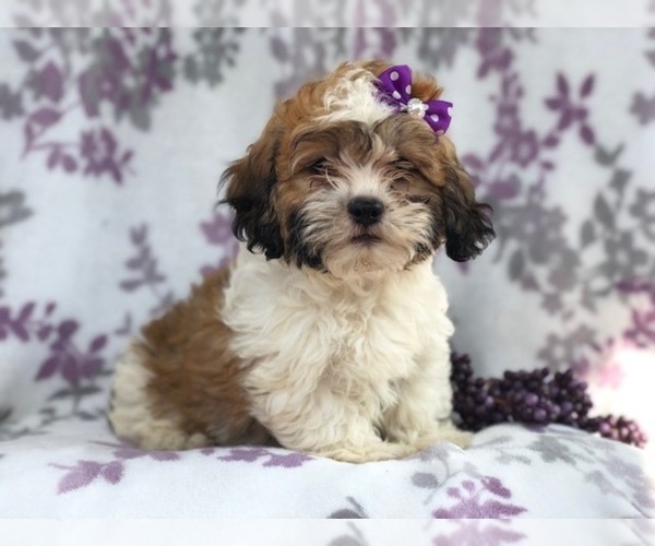 Medium Photo #21 Zuchon Puppy For Sale in LAKELAND, FL, USA