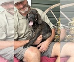 Small Photo #20 Rotticorso Puppy For Sale in REEVESVILLE, SC, USA