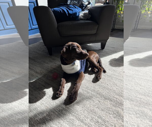 Medium Photo #2 Labrador Retriever-Unknown Mix Puppy For Sale in Fort Worth, TX, USA