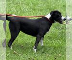 Small #1 Labrador Retriever Mix