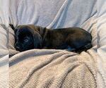 Small Photo #6 Cane Corso Puppy For Sale in SEATTLE, WA, USA