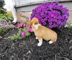 Small #5 Pembroke Welsh Corgi