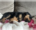Small #26 Rottweiler