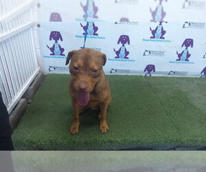 Mutt Dogs for adoption in Orlando, FL, USA