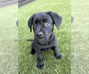 Labrador Retriever-Unknown Mix Dogs for adoption in Fort Worth, TX, USA