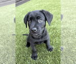 Small Labrador Retriever Mix