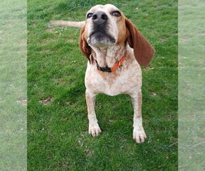 Coonhound Dogs for adoption in Westminster, MD, USA
