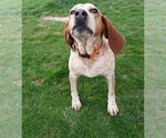 Small Coonhound