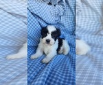 Small #1 Zuchon