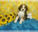 Small Photo #88 Bernedoodle-Poodle (Toy) Mix Puppy For Sale in BLACK FOREST, CO, USA