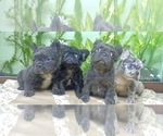 Small Photo #11 French Bulldog Puppy For Sale in HENDERSON, NV, USA