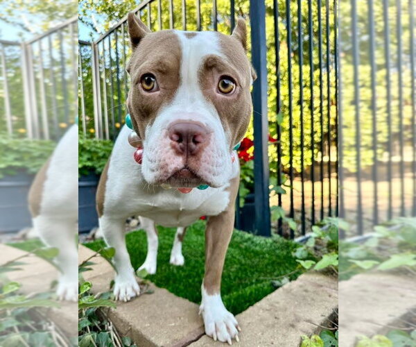 Medium Photo #8 American Pit Bull Terrier-Unknown Mix Puppy For Sale in Redlands, CA, USA