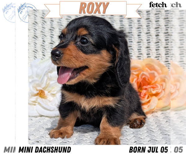 Medium Photo #1 Dachshund Puppy For Sale in GOSHEN, IN, USA