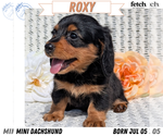 Puppy Roxy Dachshund