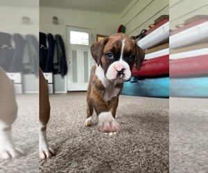 Boxer Puppy for sale in KENNEWICK, WA, USA