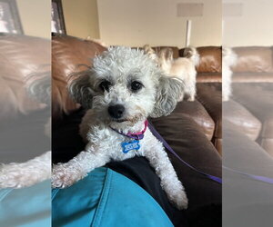 Maltese-Unknown Mix Dogs for adoption in San Diego , CA, USA