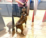 Small #4 Boxer