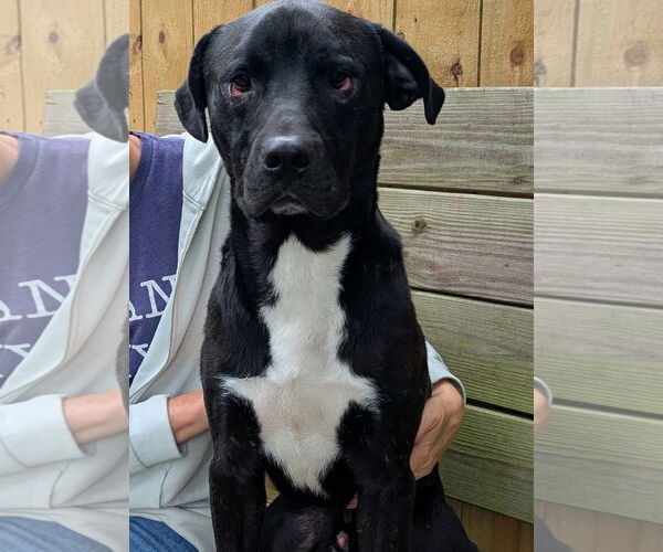 Medium Photo #1 Rottweiler-Unknown Mix Puppy For Sale in Hilton Head, SC, USA