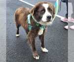 Small #3 Collie Mix